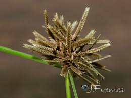 Image result for Pycreus flavidus