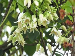 アケビの花３種 西洋アケビ ムベ 五葉アケビ 三葉アケビ おまけ 野イチゴ クヌギ花 ホオジロ 大分金太郎の花鳥蝶月 楽天ブログ