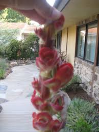 Check spelling or type a new query. Propagating Succulents Kalanchoe Luciae Flapjack Eden Makers Blog By Shirley Bovshow