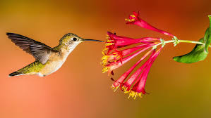 Maybe you would like to learn more about one of these? How To Create A Hummingbird Friendly Yard Audubon