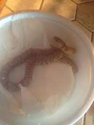 Pin On Reptile Lovers