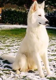It Looks Like A German Shepherd But I M Not 100 Sure It Is One But It S Magnificent Beautiful Dogs Shepherd Puppies Pet Dogs