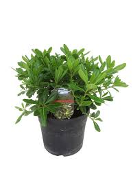 However, you still need to make sure that you take good care of them as they might be attacked by many pests such as cushion scale, aphids, pittosporum sucker, red spider and mites. Pittosporum Tobira Nanum Florastore