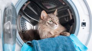 If the switch is damaged or has failed electronically, it's possible the whirlpool washer lid won't unlock or signal a cycle to start. Whirlpool Washer Door Locked How To Fix It Flamingo Appliance Service