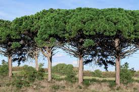 Maybe you would like to learn more about one of these? How To Grow And Care For Stone Pine Umbrella Pine Trees