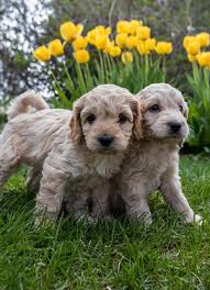We moved to branson, missouri from denver, colorado the summer of 2003 with our four young children and immediately fell in love with the lifestyle here. Labradoodle Colorado Dandy Doodles Labradoodles Of Denver