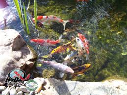 Maybe you would like to learn more about one of these? Buy Koi Goldfish Pond Fish In Lexington Kentucky Central Ky H2o Designs Inc Lexington Ky
