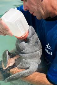 Check spelling or type a new query. Seaworld Cares For Orphaned Baby Manatee Animal Fact Guide