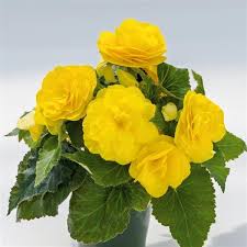 Image result for Begonia princeae