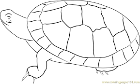 Click the two painted turtles coloring pages to view printable version or color it online (compatible with ipad and android tablets). Southern Painted Turtle Coloring Page For Kids Free Turtle Printable Coloring Pages Online For Kids Coloringpages101 Com Coloring Pages For Kids
