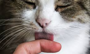 They sleep on my bed at night. Why Do Cats Lick You Reader S Digest