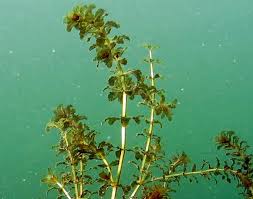 Image result for Hydrolea brevistyla