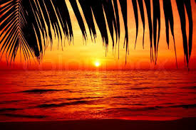 Check spelling or type a new query. Palm Trees Silhouette On Sunset Stock Image Colourbox