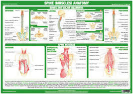 Developing a lean and muscular back. Spine Anatomy Poster Showing Back Muscles Medical Chart Ebay