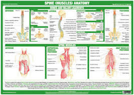 Within this group of back muscles you will find the latissimus dorsi, the trapezius, levator scapulae and the rhomboids. Spine Anatomy Poster Showing Back Muscles Medical Chart Ebay