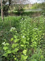 Image result for Setaria petiolata