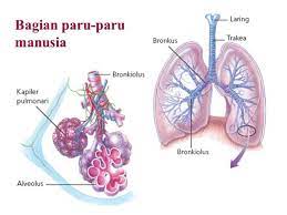 Bronkus adalah struktur tubular yang menghantarkan udara dari trakea ke alveoli paru. Bagian Bagian Alat Pernapasan Manusia Pembelajar Net