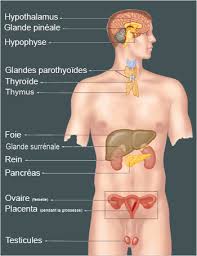 Http Sofia Medicalistes Org Spip Img Png Glandesendocrinesschema350 Png Systeme Endocrinien Glandes Surrenales Thyroide