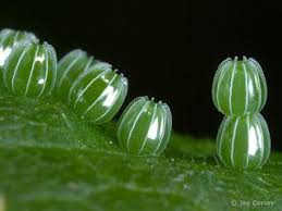 epingle sur mother earth mini micro