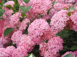 Image result for Hydrangea arborescens Pink Anabelle