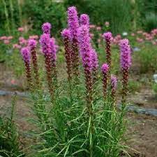 Liatris Spicata Draggin Wing Farm Liatris Prairie Planting Herbaceous Perennials