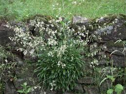 Silene Nutans Eurasian Campion Go Botany Night Blooming Flowers Botany Plants