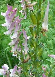 Image result for Casearia runssorica