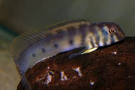 Image result for Brachyachne simonsii