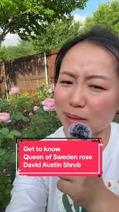 Queen of Sweden, my favorite little tree🤣 I still love ya! #roses  #gardening #rosegarden #flowergarden #rose #gardening101 #backyardgarden  #zone8b #gardentok #cutflowergarden #zone8b #rosecare ...