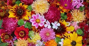 Maybe you would like to learn more about one of these? Where Do Flowers Get Their Colours Floraqueen