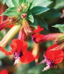 A guide to the best native flowers that attract hummingbirds and why you should choose them! Ncky2pgfrkltm