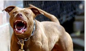 Pitbull Besleyene 6 Bin 306 Lira Ceza Son Dakika Haberler