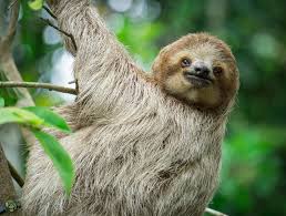 Slothy Sunday The Wild Side Of Motherhood Sloth Stuffed Animal Cute Sloth Pictures Cute Baby Sloths