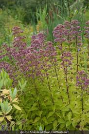 Image result for Cycnium jamesii