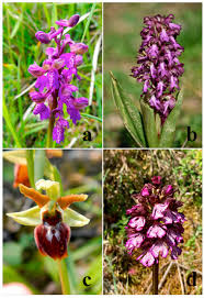 Image result for lobelia combine composition