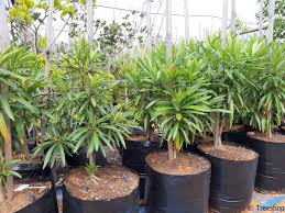 Image result for Breonadia salicina