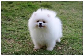 We will analyze details of the pomeranian dog price as follows. 36 Most Amazing White Pomeranian Pictures And Photos