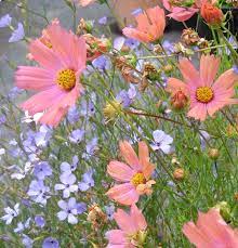 Cosmos Bipinnatus Apricot Buy Online At Annie S Annuals Cosmos Flowers Cosmos Flowers Garden Annual Flowers