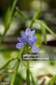 Image result for Monochoria