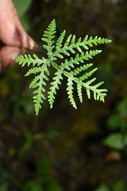 Image result for Aleuritopteris welwitschii