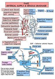 Instantanatomy Com Great Website Great Study Tool Very Good Illustrations Dental Anatomy Dental Hygiene School Medical Anatomy