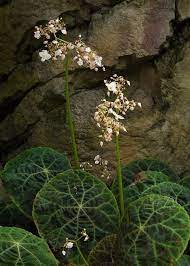 Begonia Goegoensis 100917 0540 Begonia Begonias Suculentas