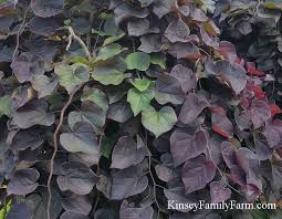 The beautiful foliage near the trunk starts as emerald green, fades to pale height: Eastern Redbud Trees For Sale Georgia Kinsey Family Farm