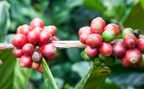Image result for Coffea