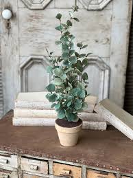 Image result for Eucalyptus