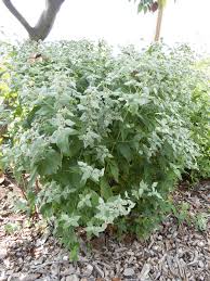 Maybe you would like to learn more about one of these? Mountain Mint What Time Is It In Nature Nc Museum Of Natural Sciences Blogs