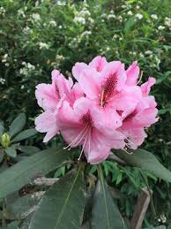 Rhododendron Beautiful Flowers Pretty Flowers Flower Beauty