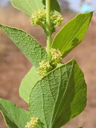 Image result for Antizoma angustifolia