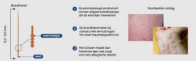 Processierups 2021 Uitslag Bestrijding Wat Te Doen