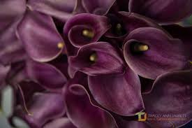 It has earned numerous accolades including: Wedding Flowers And Event Planning Miami Florida